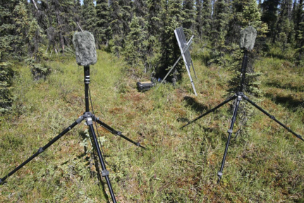 Soundscape microphones